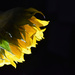 Minimal Sunflower by homeschoolmom