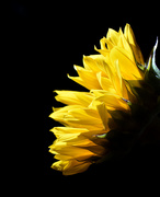 11th Sep 2020 - Sunflower Yellow