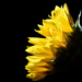 Sunflower Yellow by homeschoolmom