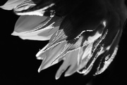 11th Sep 2020 - Sunflower in Mono