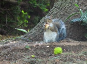12th Sep 2020 - Squirrel eating a horse chestnut