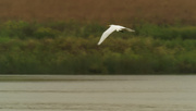 12th Sep 2020 - Great Egret