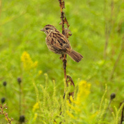 12th Sep 2020 - song sparrow 
