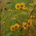 sawtooth sunflowers by rminer