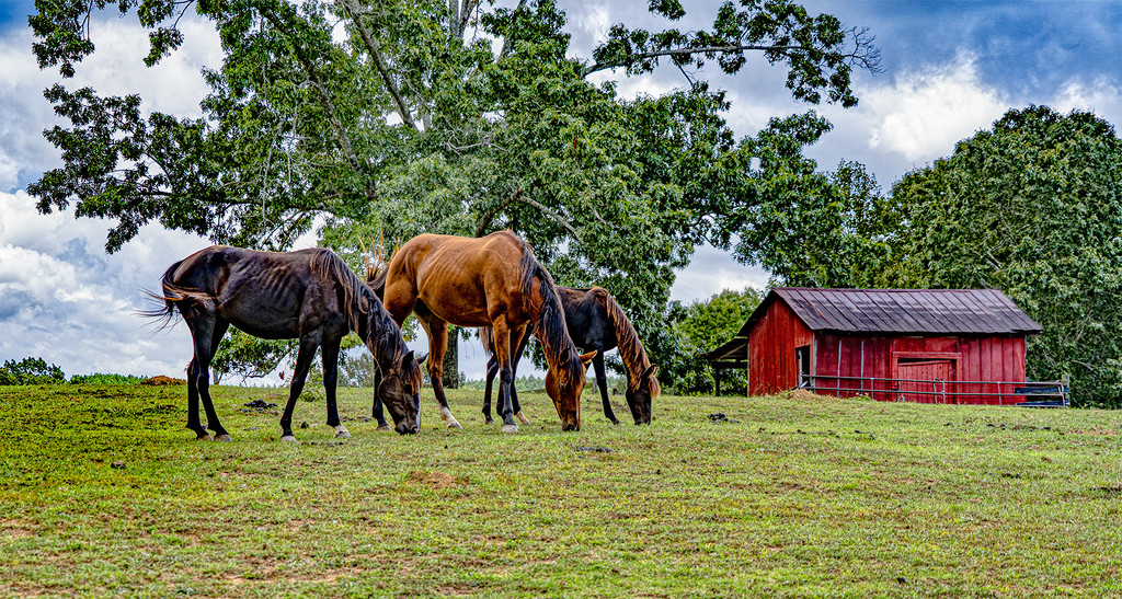 Horses by k9photo