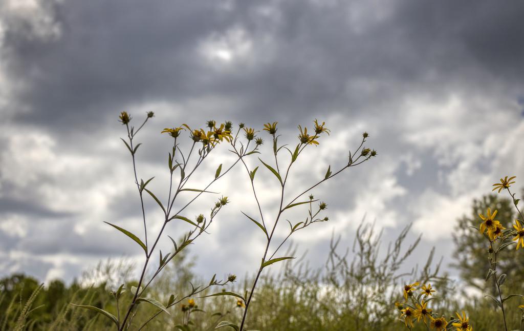 Wildflowers by kvphoto