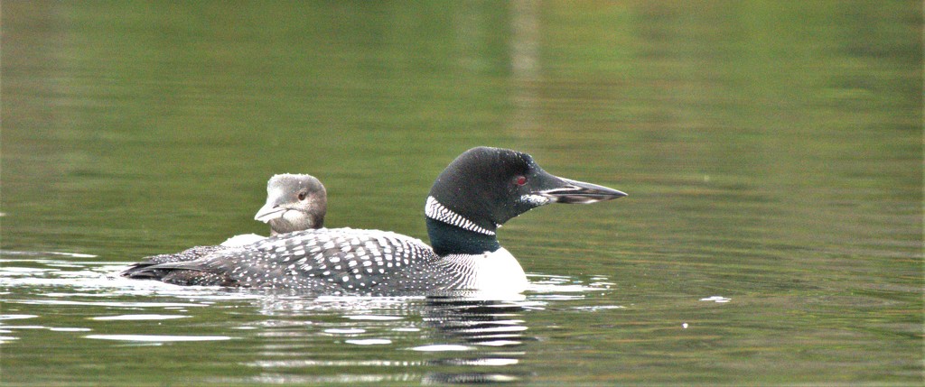 Adult and juvenile loons by radiogirl