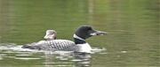 12th Sep 2020 - Adult and juvenile loons