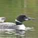Adult and juvenile loons by radiogirl