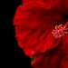 Red Hibiscus by grammyn