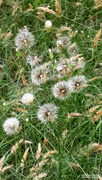 23rd May 2020 - Painted seedheads and grasses...