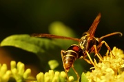 12th Sep 2020 - Paper Wasp and Goldenrod 
