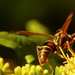 Paper Wasp and Goldenrod  by mzzhope