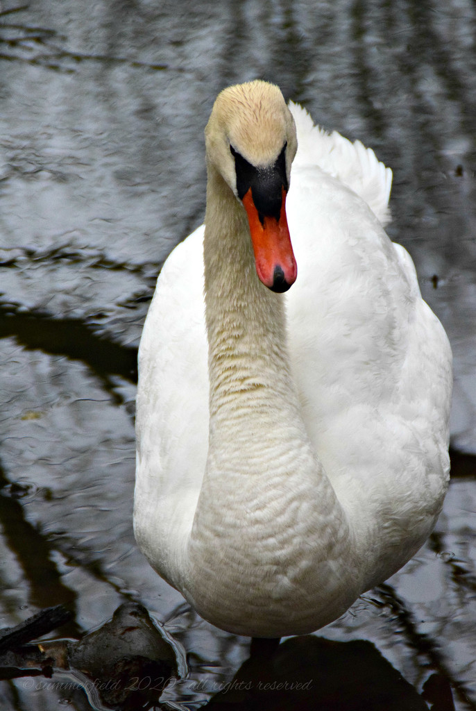 swan by summerfield