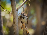 12th Sep 2020 - B O B (Bird On Branch)