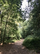 30th Aug 2020 - A Walk in Sutton Park..