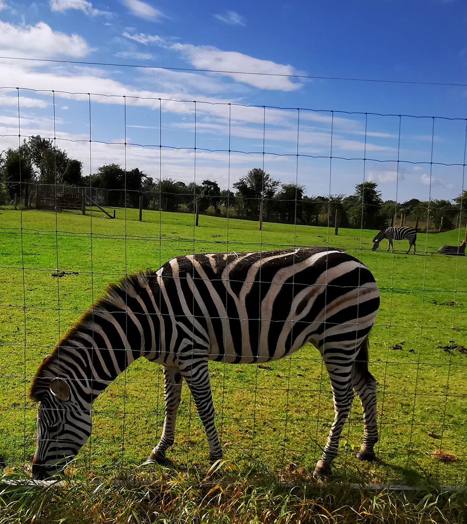 Zebra by plainjaneandnononsense