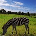 Zebra by plainjaneandnononsense