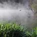 Kerosene Creek Fantail by sandradavies