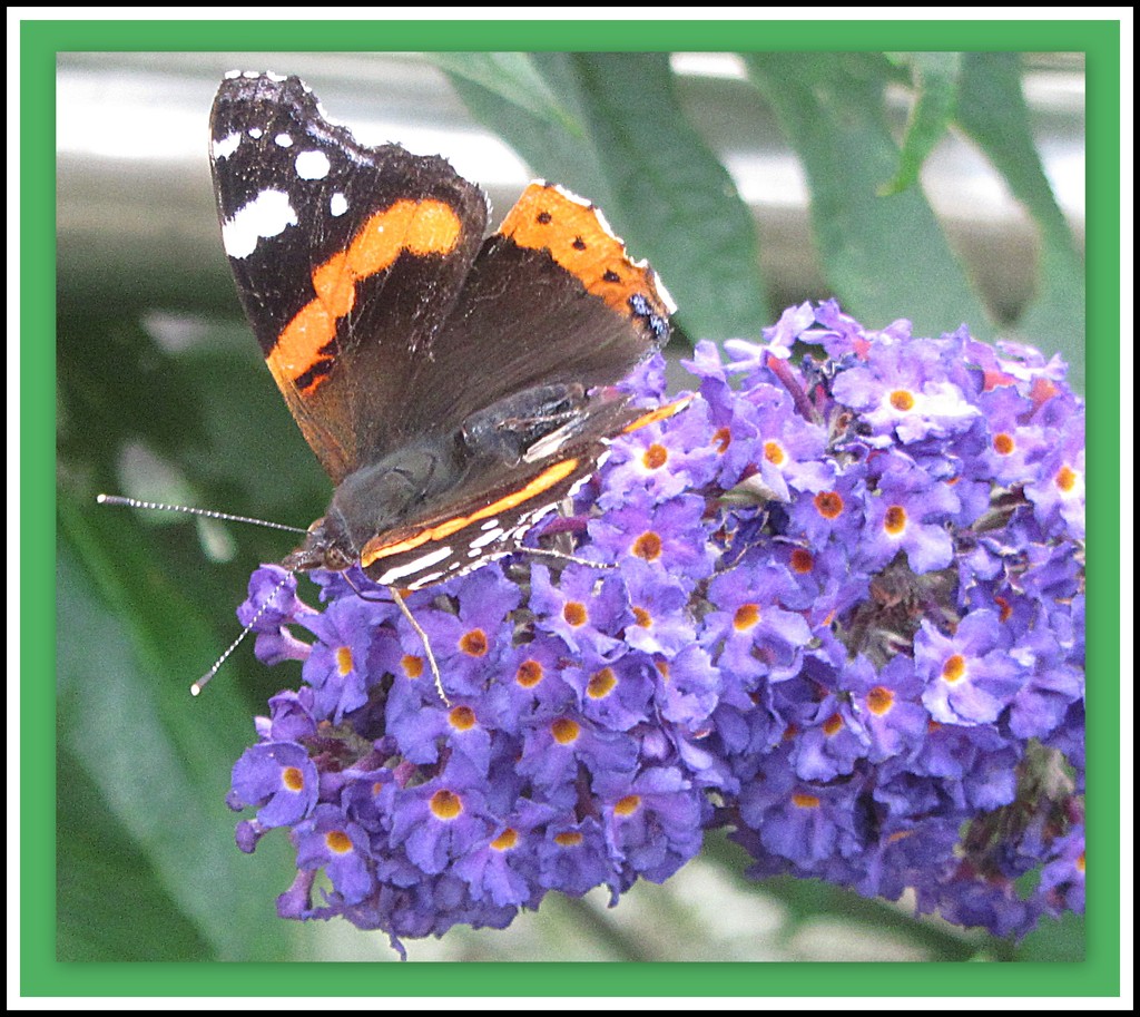 Red Admiral and Buddleia. by grace55