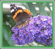 13th Sep 2020 - Red Admiral and Buddleia.