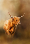 13th Sep 2020 - highland cattle 