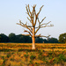 Dead tree at dawn by 365nick