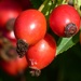 Rose Hips by fishers