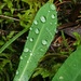 Between the Raindrops by waltzingmarie