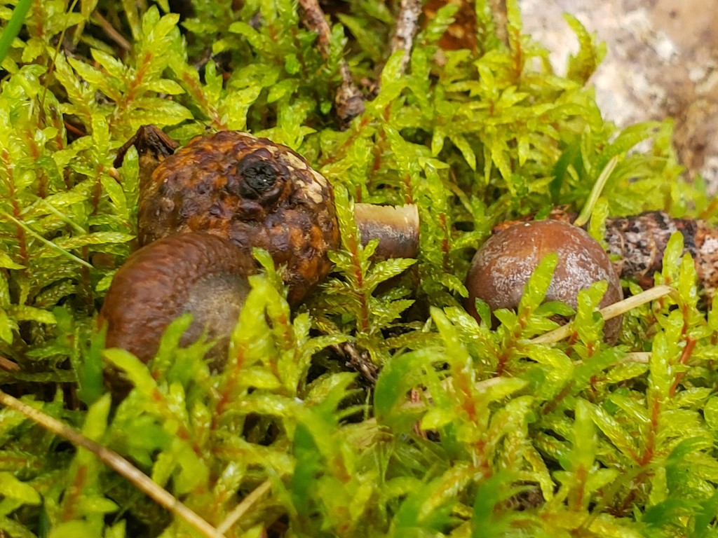 Acorns hidden in Moss by waltzingmarie