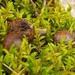 Acorns hidden in Moss by waltzingmarie