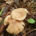 September's Mushrooms Challenge I  by waltzingmarie