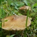September's Mushrooms Challenge II by waltzingmarie