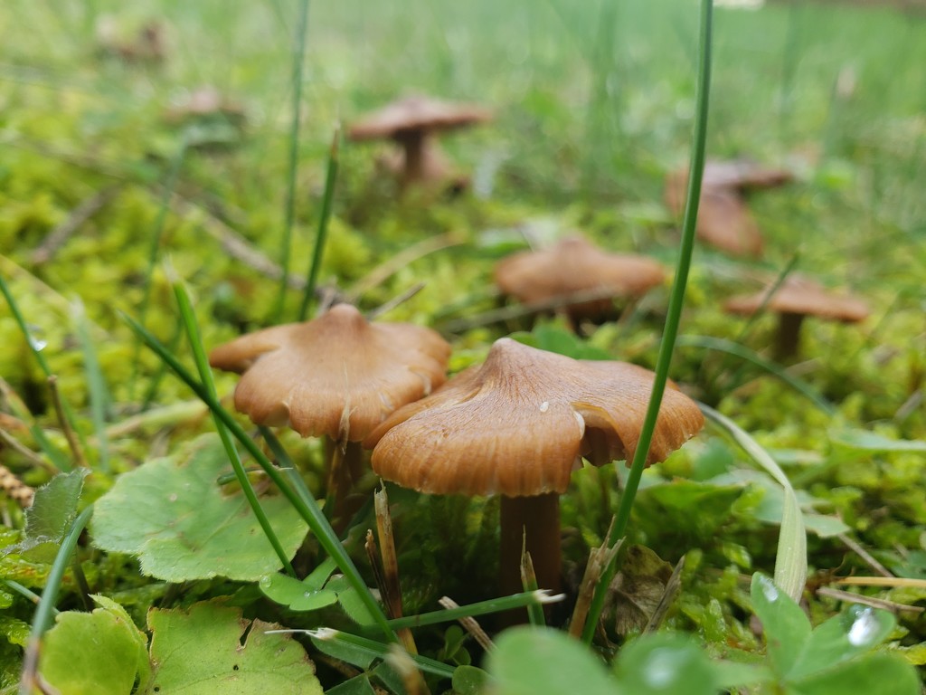 September's Mushrooms Challenge III by waltzingmarie