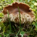 September's Mushrooms Challenge IV by waltzingmarie