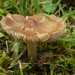 September Mushrooms Challenge VII by waltzingmarie