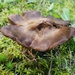 September Mushrooms Challenge XI by waltzingmarie