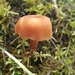 September Mushrooms Challenge XII by waltzingmarie