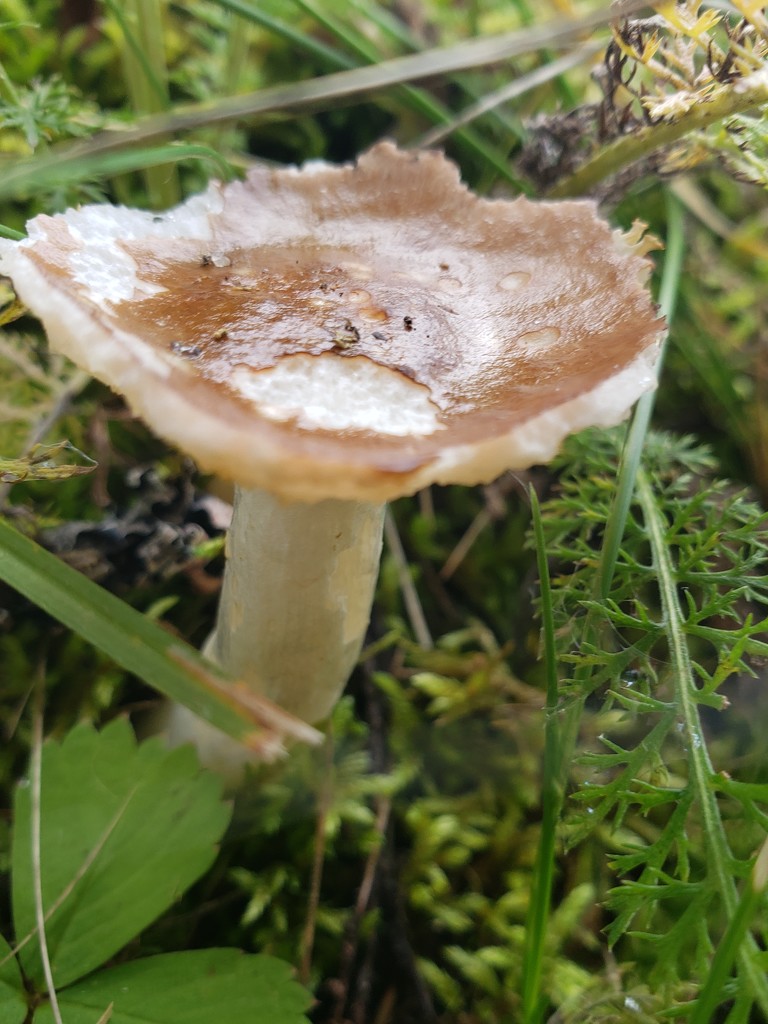 September Mushrooms Challenge X by waltzingmarie