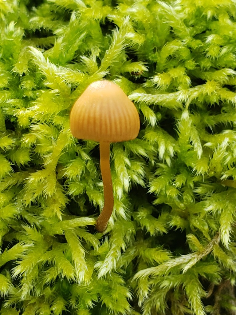 September Mushrooms Challenge VIII by waltzingmarie
