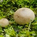 September Mushrooms Challenge IX by waltzingmarie