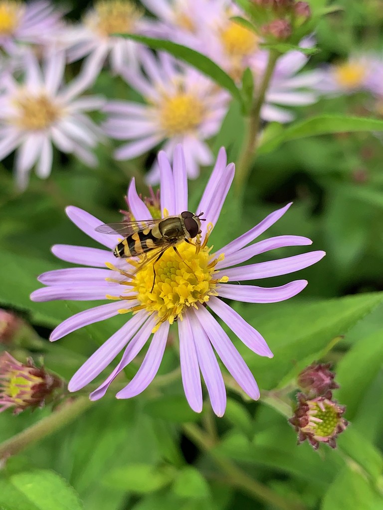 Hoverfly on aster by 365projectmaxine