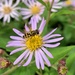 Hoverfly on aster by 365projectmaxine