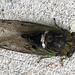Cicada on the driveway by homeschoolmom