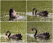 14th Sep 2020 - Black Swan Feeding At The Lake ~    