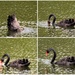 Black Swan Feeding At The Lake ~     by happysnaps