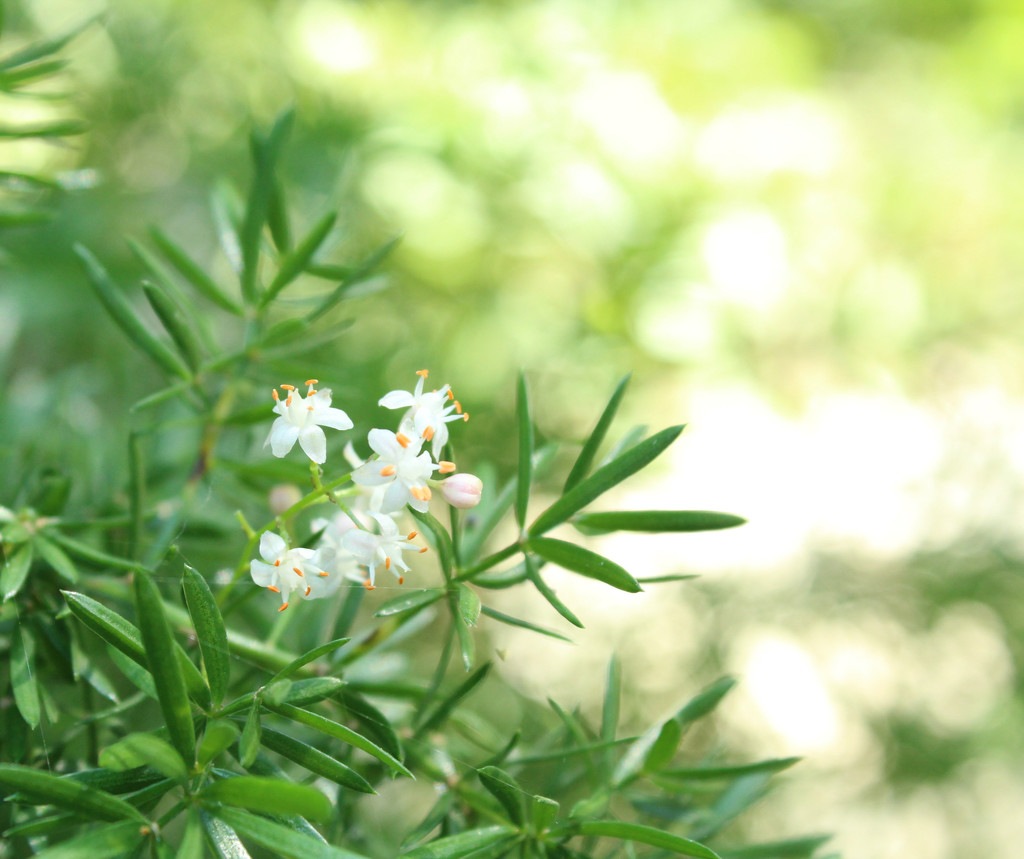 Little, tiny flowers by mcsiegle