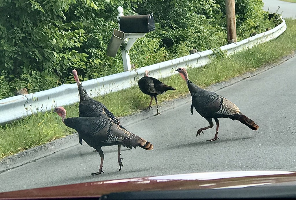 Why did the turkey cross the road? by mjmaven