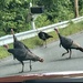 Why did the turkey cross the road? by mjmaven