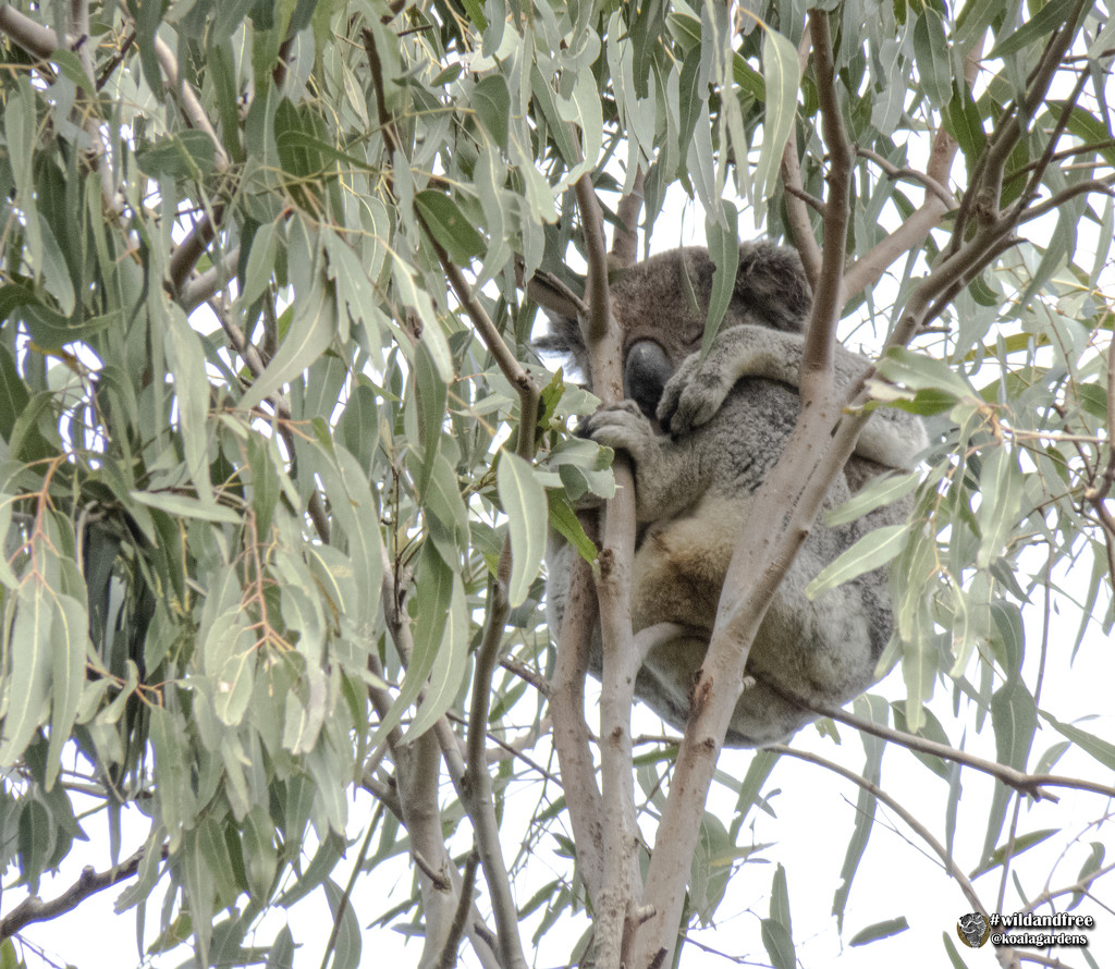 Risky Business by koalagardens